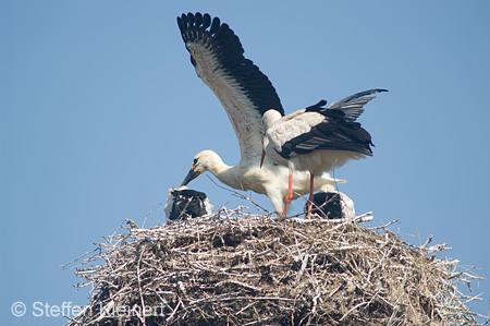 Weißstorch, Ciconia ciconia 002